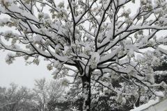 IMG_20210109_125613-Copy